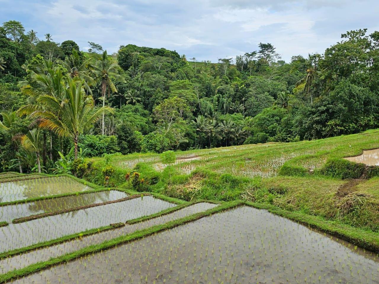 Umauthu Bali Villa Selemadeg Екстериор снимка